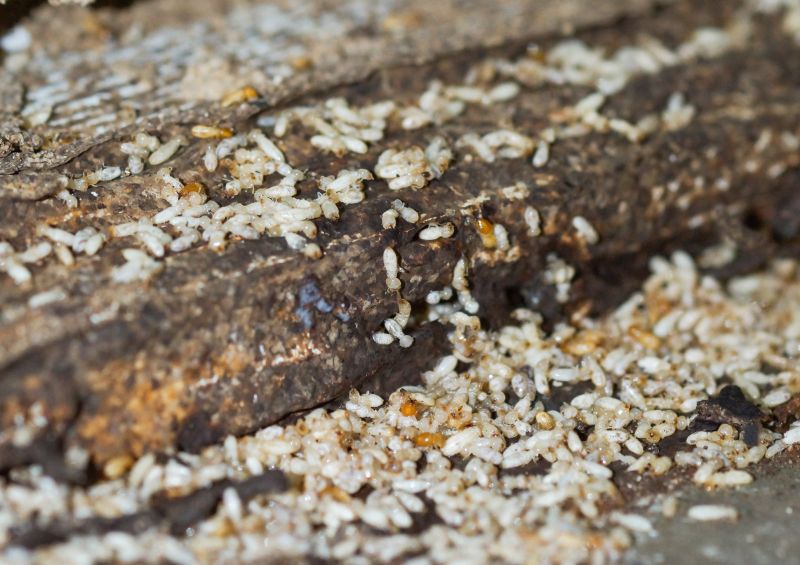 Top Termites Companies in Acton, MA