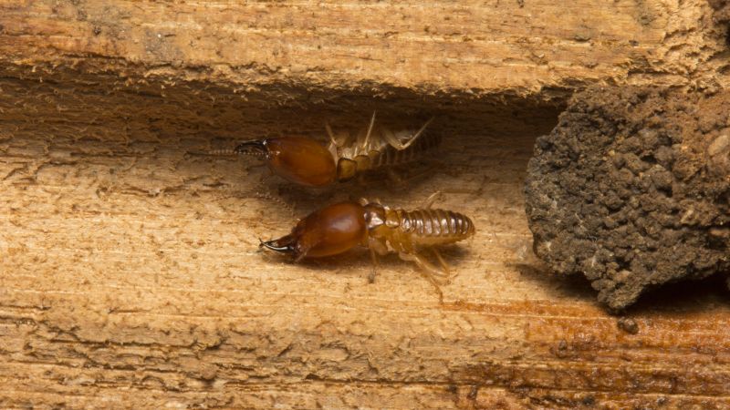 Top Termites Companies in Concord, MA