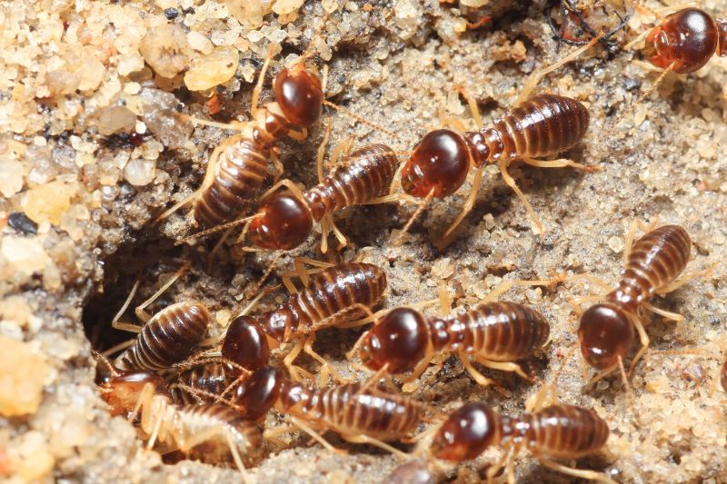 Top Termites Companies in Holliston, MA