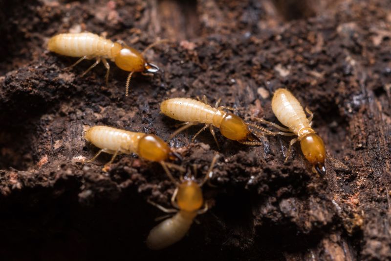 Top Termites Companies in Hudson, MA