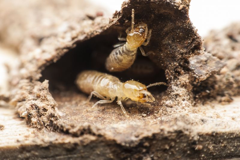 Top Termites Companies in Marlborough, MA