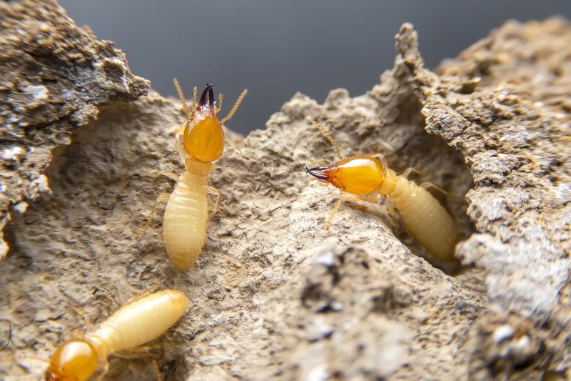 Top Termites Companies in Natick, MA