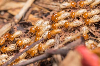Top Termites Companies in Natick, MA