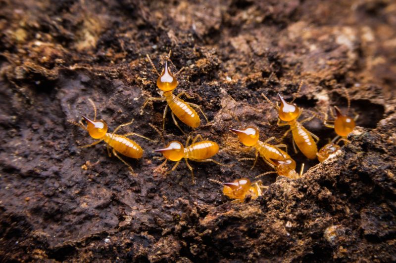 Top Termites Companies in Needham, MA