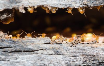 Top Termites Companies in Newton Center, MA