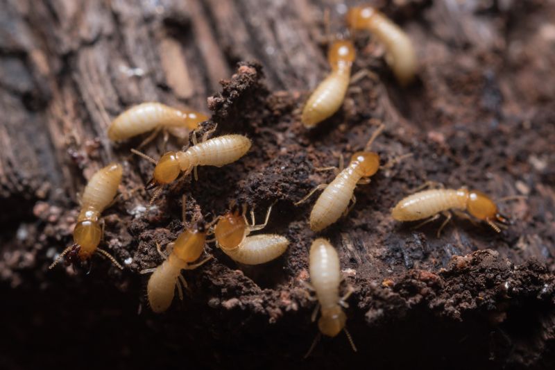 Top Termites Companies in Newton Center, MA