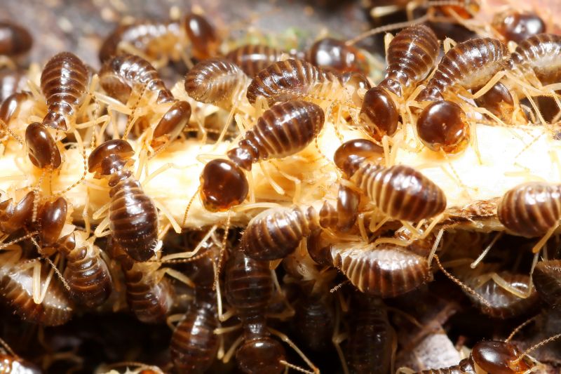Top Termites Companies in Newton Center, MA