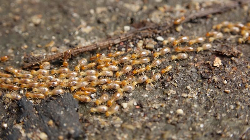 Top Termites Companies in Newton, MA