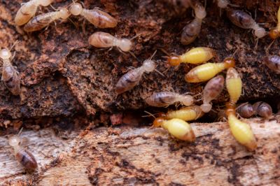 Top Termites Companies in Newton, MA