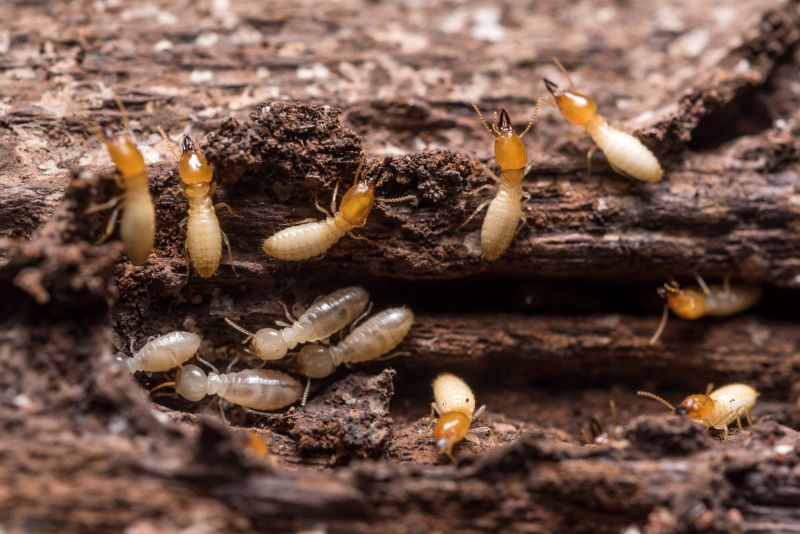 Top Termites Companies in Sudbury, MA