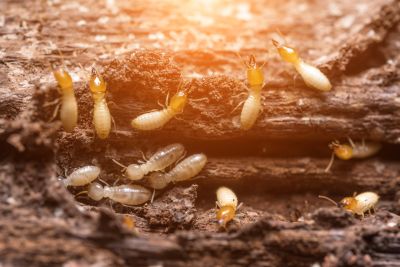 Top Termites Companies in Walpole, MA