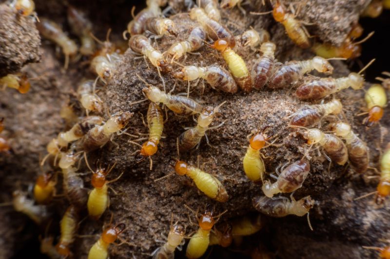 Top Termites Companies in Walpole, MA