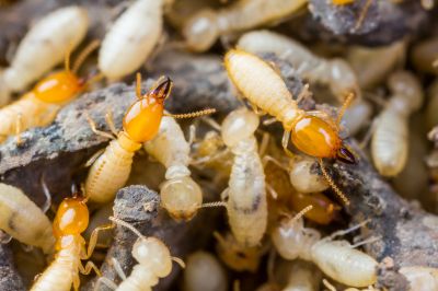 Top Termites Companies in Wayland, MA