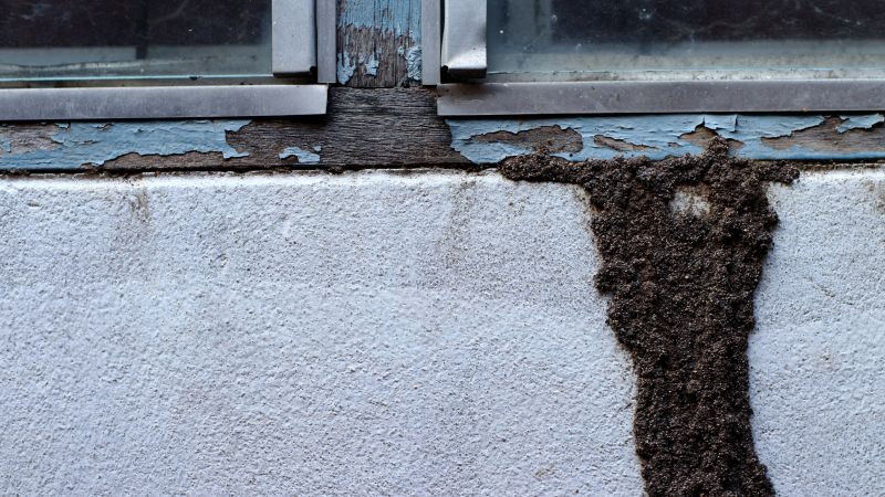 Top Termites Companies in Wayland, MA