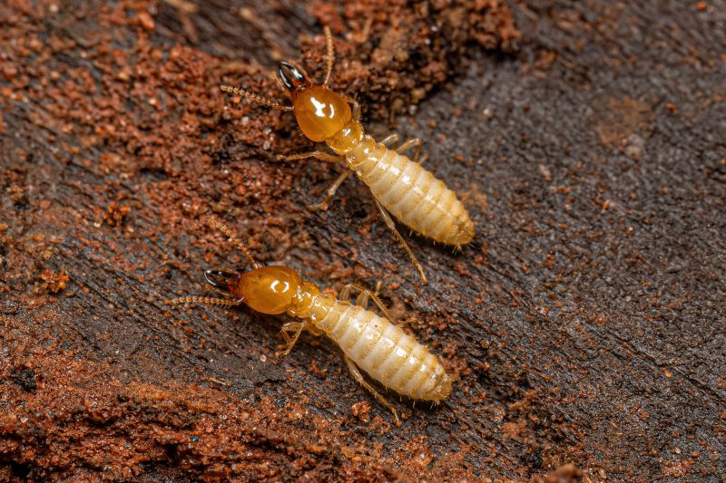 Top Termites Companies in Westwood, MA