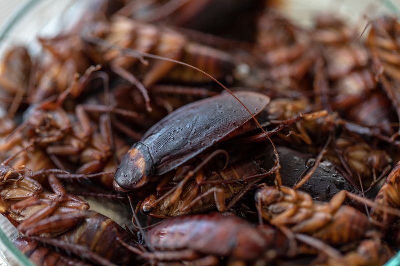 Roaches Pest Control - Preventing And Removing Infestations