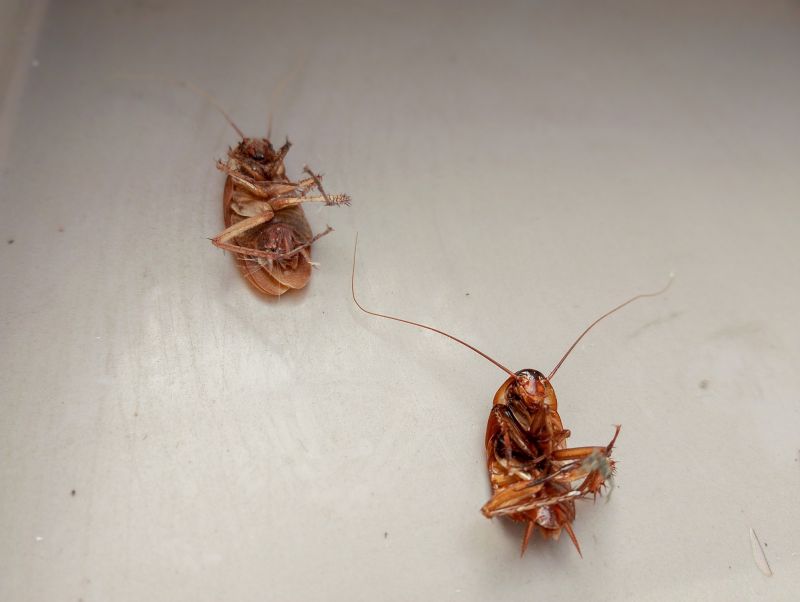 Roaches Pest Control - Preventing And Removing Infestations