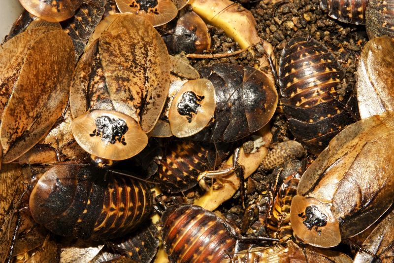 Roaches Pest Control - Preventing And Removing Infestations
