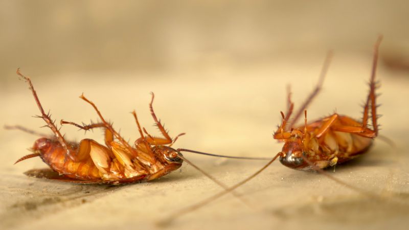 Roaches Pest Control - Preventing And Removing Infestations