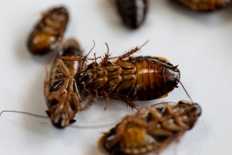 Roaches Pest Control - Preventing And Removing Infestations