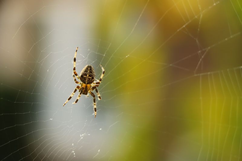 Spider Pest Control - Preventing And Removing Infestations