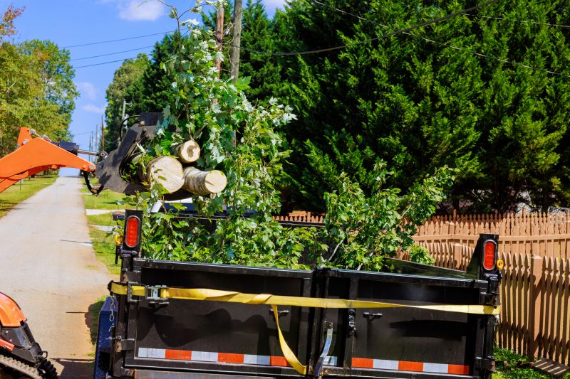 Understanding The Key Signs That Indicate The Need For Professional Tree Removal Services