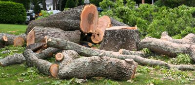 Understanding The Key Signs That Indicate The Need For Professional Tree Removal Services