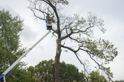Understanding When To Call Professional Fallen Tree Removal Services To Protect Your Property