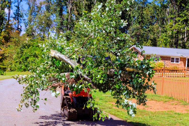 Understanding When To Call Professional Fallen Tree Removal Services To Protect Your Property