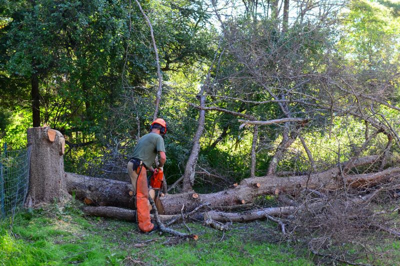 Understanding When To Call Professional Fallen Tree Removal Services To Protect Your Property