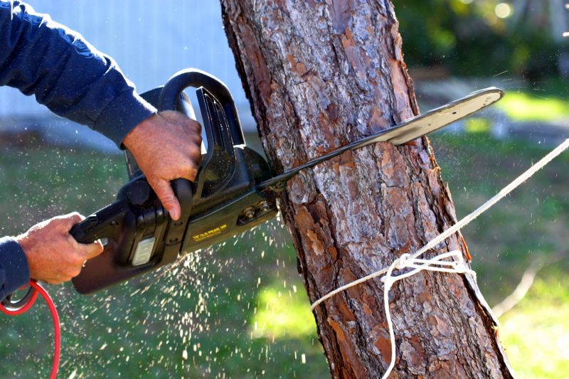 When i need to removal a old Cedar Tree in my backyard